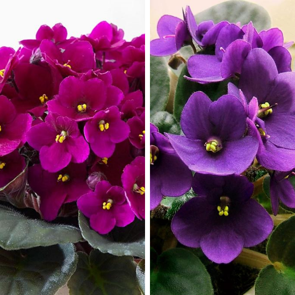 Violeta africana para oficina