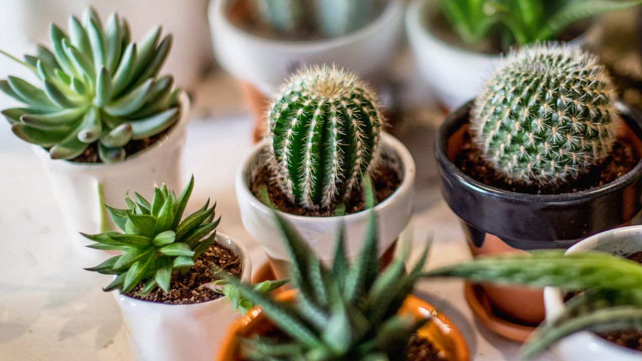 Cactus para oficina