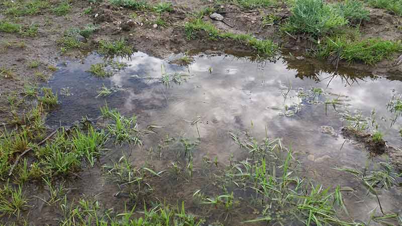 dejar que el suelo absorba el agua