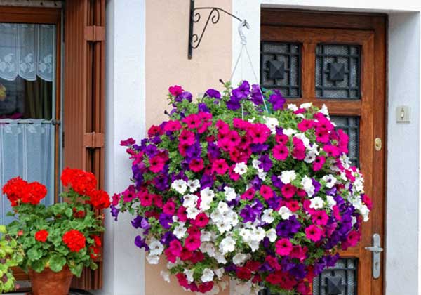 Plantas para repeler insectos